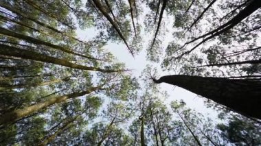 Dağlık arazilerin tipik serin atmosferiyle hala çok güzel olan çam ormanı tatil için hoş bir yerdir.