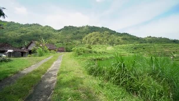 Oszałamiająca Zielona Ryż Pole Ryżowe Pięknymi Widokami Tłem Wzgórz Indonezyjskiej — Wideo stockowe