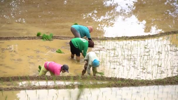 Групи Фермерів Сільських Місцевостях Індонезії Збираються Полях Щоб Посадити Чіпси — стокове відео