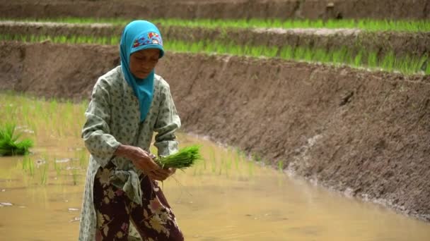 Группа Фермеров Сельской Местности Индонезии Находятся Полях Посадить Рисовые Поля — стоковое видео