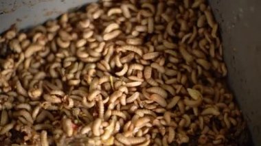 Organik atıkları ayrıştırmak için küvette kurtçuk yetiştirme de pazarlanabilir, kümes hayvanları için kurtçuk, süs balığı çiftçiliği veya balık yemi olarak kullanılabilir.