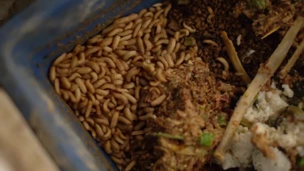Maggot Cultivation Tub Decompose Organic Waste Can Also Marketed Maggot — Stock Video
