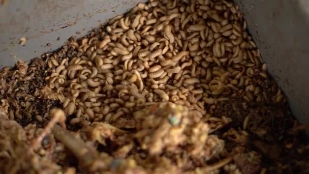 Maden Die Einem Bottich Angebaut Werden Organische Abfälle Zersetzen Können — Stockvideo