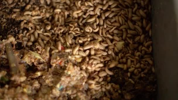 Cultivo Larvas Uma Banheira Para Decompor Resíduos Orgânicos Também Pode — Vídeo de Stock