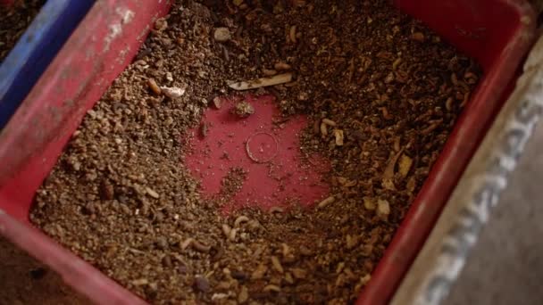 Maden Die Einem Bottich Angebaut Werden Organische Abfälle Zersetzen Können — Stockvideo