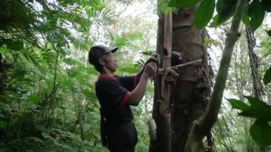 Ormanın ortasındaki bir palmiye ağacının ucundan çiftçiler tarafından elle ve geleneksel olarak kaynak yapma işlemi. Köylülerin katı palmiye şekeri üretme sürecinin ayrıntıları