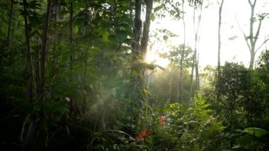 Hâlâ yemyeşil ağaçlarla dolu kırsal kesimdeki sabah atmosferi hâlâ güzel ve sakin. Işığı yeşil yaprakları delip geçen altın bir güneşin yavaş çekim videosu