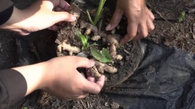 Bahçede elle yetiştirilen baharatların hasat süreci. Sağlıklı bitkisel içecek tozlarına baharat üretimi için bir dizi işlem.