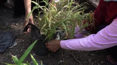 Bahçede elle yetiştirilen baharatların hasat süreci. Sağlıklı bitkisel içecek tozlarına baharat üretimi için bir dizi işlem.