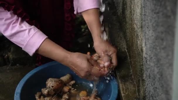 Proces Mytí Sklizeného Koření Čistou Tekoucí Vodou Před Tím Než — Stock video