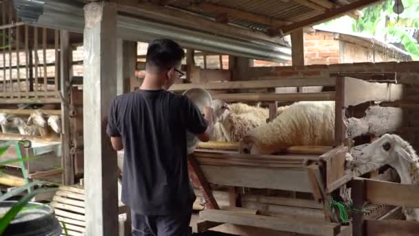 用木竹做的山羊笔里的山羊饲养者的活动 日常活动 如混合食物 检查和清理笔里的泥土 — 图库视频影像