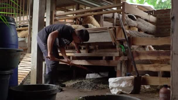 用木竹做的山羊笔里的山羊饲养者的活动 日常活动 如混合食物 检查和清理笔里的泥土 — 图库视频影像
