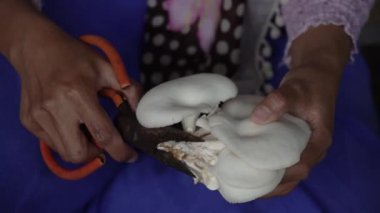 Evde istiridye mantarı yetiştirme süreci, ekipmanların ilk kurulumundan başlayarak gıda olarak işlenecek mantarları hasat etme sürecine kadar