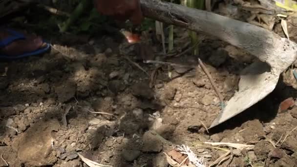 农民手用锄头 农具挖掘和移动土壤准备在有机农场种植幼树的特写慢镜头 — 图库视频影像
