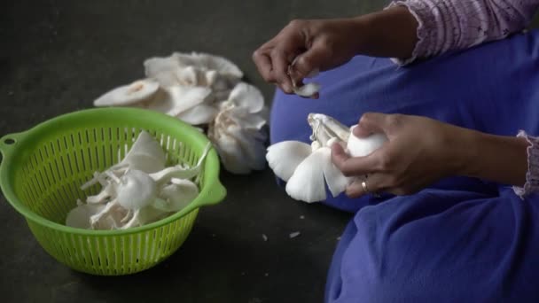 在家里种植牡蛎蘑菇的过程 从最初安装设备到将蘑菇加工成食物的过程 — 图库视频影像