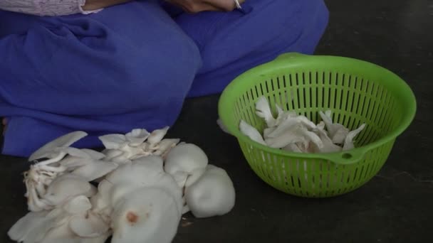 在家里种植牡蛎蘑菇的过程 从最初安装设备到将蘑菇加工成食物的过程 — 图库视频影像