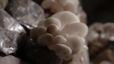 Evde istiridye mantarı yetiştirme süreci, ekipmanların ilk kurulumundan başlayarak gıda olarak işlenecek mantarları hasat etme sürecine kadar