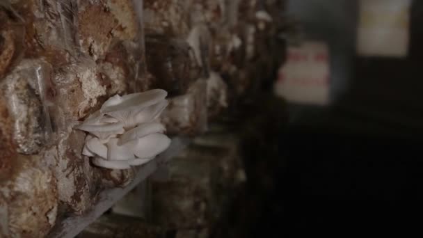 Process Cultivating Oyster Mushrooms Home Starting Initial Installation Equipment Process — Stock Video