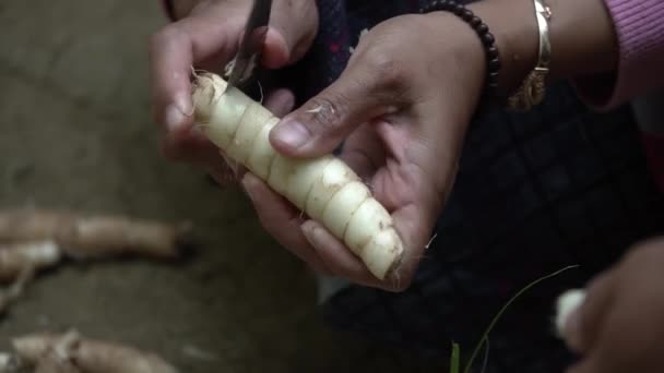 실외에서 덩이줄기를 쓰다듬는 아시아 여성의 모습을 가까이 수있다 가공되어 식품으로 — 비디오