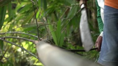 Bambu çubuklarını palayla kesme ve dalları temizleme işlemi el sanatları olarak işleniyor.