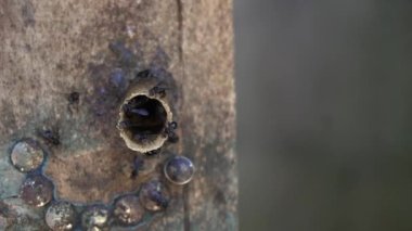 İğnesiz arı kovanının yakın plan çekimi propolis çantasındaki en iyi hatunlardan birini üretir. En kaliteli lanceng balı üreten yapay ahşap kovanlarda Trigona arı yetiştiriciliği