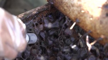 İğnesiz arı kovanının yakın plan çekimi propolis çantasındaki en iyi hatunlardan birini üretir. En kaliteli lanceng balı üreten yapay ahşap kovanlarda Trigona arı yetiştiriciliği