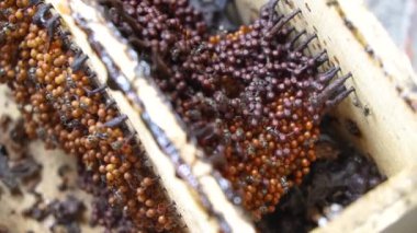 İğnesiz arı kovanının yakın plan çekimi propolis çantasındaki en iyi hatunlardan birini üretir. En kaliteli lanceng balı üreten yapay ahşap kovanlarda Trigona arı yetiştiriciliği