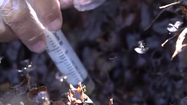 Sebuah Close Dari Sarang Lebah Tanpa Sengatan Yang Menghasilkan Salah — Stok Video