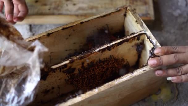 Close Stingless Beehive Produces One Best Honeys Propolis Bag Trigona — Stock Video