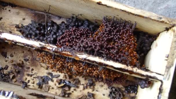一只无刺蜂窝的特写镜头 它能在蜂窝里产生最好的蜂蜜之一 人工木蜂箱中的三角蜂养殖 生产出质量最好的兰生蜂蜜 — 图库视频影像