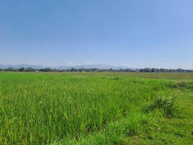 Endonezya kırsalında ortasında küçük bir yol bulunan büyük pirinç tarlaları. Yeşil pirinç tarlalarında sıcak bir gün. Arka planda mavi bir gökyüzü var. Çok güzel ve sakin.