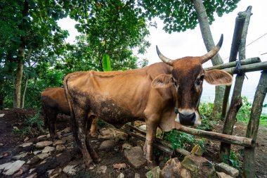Bu bizon, Endonezya 'nın kırsal kesimlerinde geleneksel olarak çiftçilerin tarlaları sürmesine yardım etmek için bir çiftçinin evcil hayvanı. Kırsal kesimde bufalo yakın.