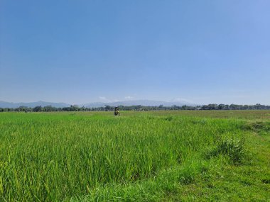 Endonezya kırsalında ortasında küçük bir yol bulunan büyük pirinç tarlaları. Yeşil pirinç tarlalarında sıcak bir gün. Arka planda mavi bir gökyüzü var. Çok güzel ve sakin.