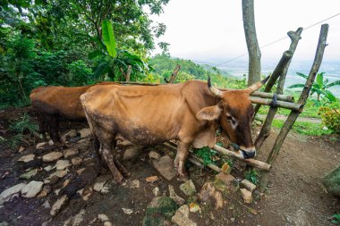 Bu bizon, Endonezya 'nın kırsal kesimlerinde geleneksel olarak çiftçilerin tarlaları sürmesine yardım etmek için bir çiftçinin evcil hayvanı. Kırsal kesimde bufalo yakın.