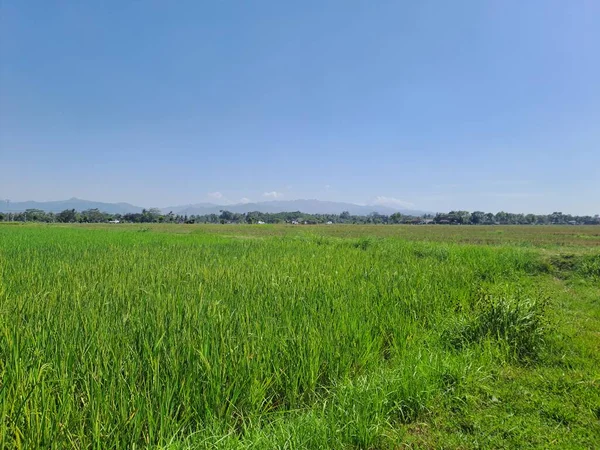Endonezya kırsalında ortasında küçük bir yol bulunan büyük pirinç tarlaları. Yeşil pirinç tarlalarında sıcak bir gün. Arka planda mavi bir gökyüzü var. Çok güzel ve sakin.