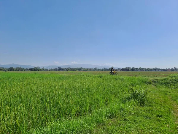 Velká Plocha Rýžových Polí Malou Silnicí Uprostřed Venkovské Indonésii Horký — Stock fotografie