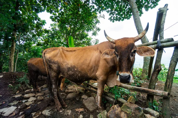 Bu bizon, Endonezya 'nın kırsal kesimlerinde geleneksel olarak çiftçilerin tarlaları sürmesine yardım etmek için bir çiftçinin evcil hayvanı. Kırsal kesimde bufalo yakın.