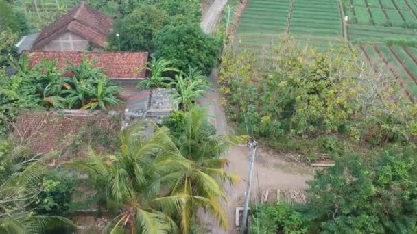 Aerial Footage Red Onion Plants Ready Harvest Sunny Day Yogyakarta — Stock Video