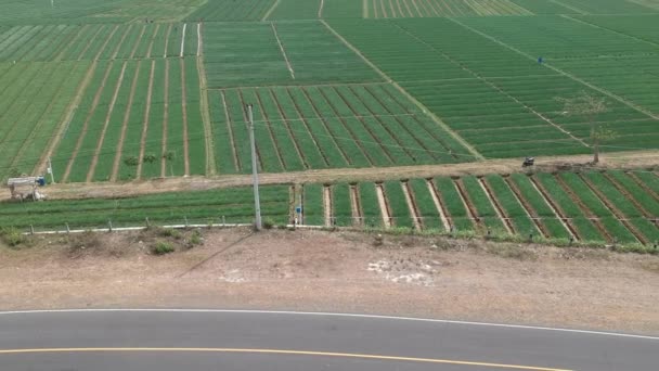 インドネシアのジョグジャカルタで晴れた日に収穫する準備ができている赤い玉ねぎ植物の航空映像 浅瀬プランテーションエリアは 中央の小さな道路できちんと配置されています — ストック動画