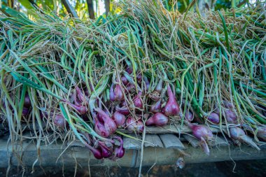 Tarlalarda çiftçiler tarafından hasat edildikten sonra bahçedeki arpacık soğanları yığını. Yemek malzemelerine dönüştürmeden önce yaprakları ve sapları ile birlikte arpacık soğanı yığını.