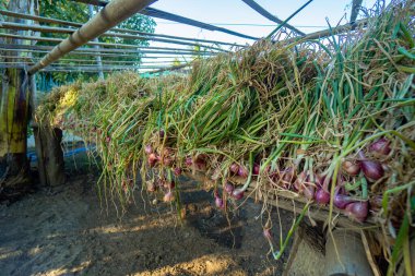 Tarlalarda çiftçiler tarafından hasat edildikten sonra bahçedeki arpacık soğanları yığını. Yemek malzemelerine dönüştürmeden önce yaprakları ve sapları ile birlikte arpacık soğanı yığını.