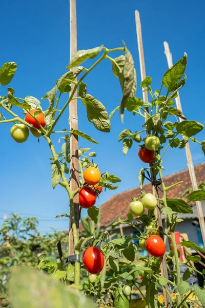 A tomato tree that has lots of ripe tomatoes and is ready to be harvested. Ripe tomatoes hanging on tomato tree in organic garden on sunny day