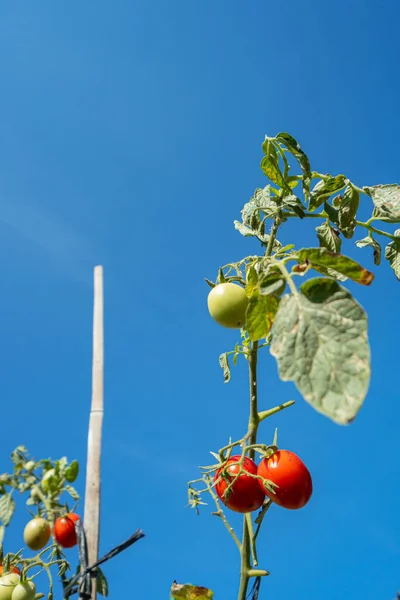A tomato tree that has lots of ripe tomatoes and is ready to be harvested. Ripe tomatoes hanging on tomato tree in organic garden on sunny day