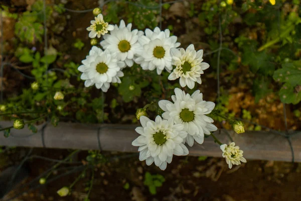 Közelkép Egy Kert Tele Gyönyörű Virágzó Növények Kert Tele Van — Stock Fotó
