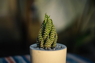 Yakın plan ve haworthia zebra sulu bitkinin bokeh küçük beyaz bir saksı içine yerleştirilmiş masa üzerinde etnik bir masa örtüsü ile güneş altın sarısı olduğu akşamleyin evin terasında