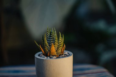 Yakın plan ve haworthia zebra sulu bitkinin bokeh küçük beyaz bir saksı içine yerleştirilmiş masa üzerinde etnik bir masa örtüsü ile güneş altın sarısı olduğu akşamleyin evin terasında