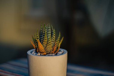 Yakın plan ve haworthia zebra sulu bitkinin bokeh küçük beyaz bir saksı içine yerleştirilmiş masa üzerinde etnik bir masa örtüsü ile güneş altın sarısı olduğu akşamleyin evin terasında