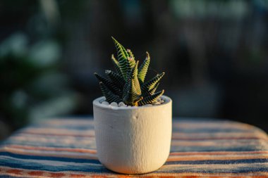 Yakın plan ve haworthia zebra sulu bitkinin bokeh küçük beyaz bir saksı içine yerleştirilmiş masa üzerinde etnik bir masa örtüsü ile güneş altın sarısı olduğu akşamleyin evin terasında