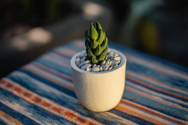 Yakın plan ve haworthia koarchata sulu bitkinin bokeh bir masa üzerinde beyaz bir tencere içine yerleştirilmiş bir etnik masa örtüsü ile akşam evin terasında güneş altın sarısı olduğu zaman.