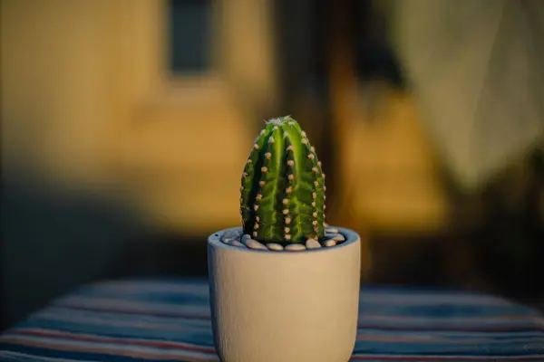 Großaufnahme Und Bokeh Einer Subdenudata Kaktuspflanze Einem Kleinen Weißen Topf — Stockfoto
